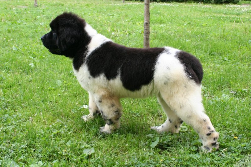 Фотография № 128876