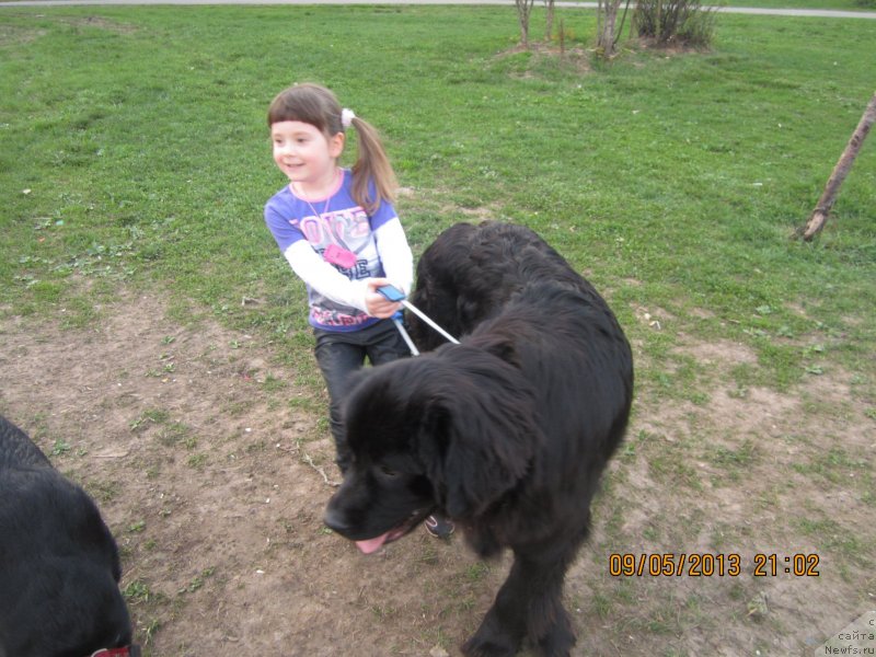 Фото: ньюфаундленд Van Len Taym Older (Ван Лен Тайм Олдер)