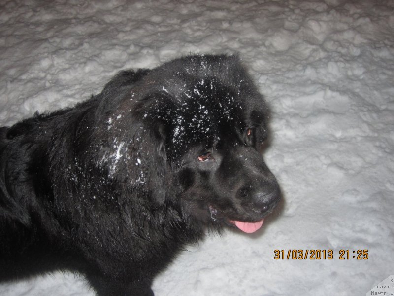 Фото: ньюфаундленд Van Len Taym Older (Ван Лен Тайм Олдер)