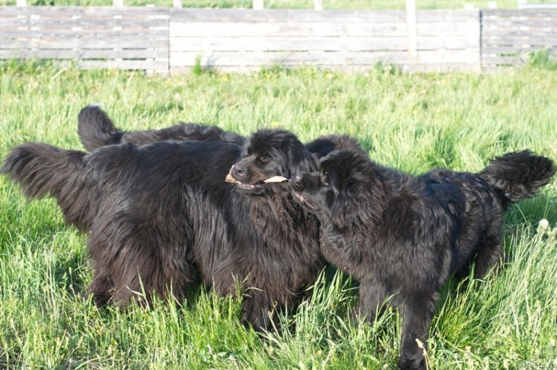 Фото: ньюфаундленд Feliciya (Фелиция), ньюфаундленд N'yufort Carica Nochi (Ньюфорт Царица Ночи)
