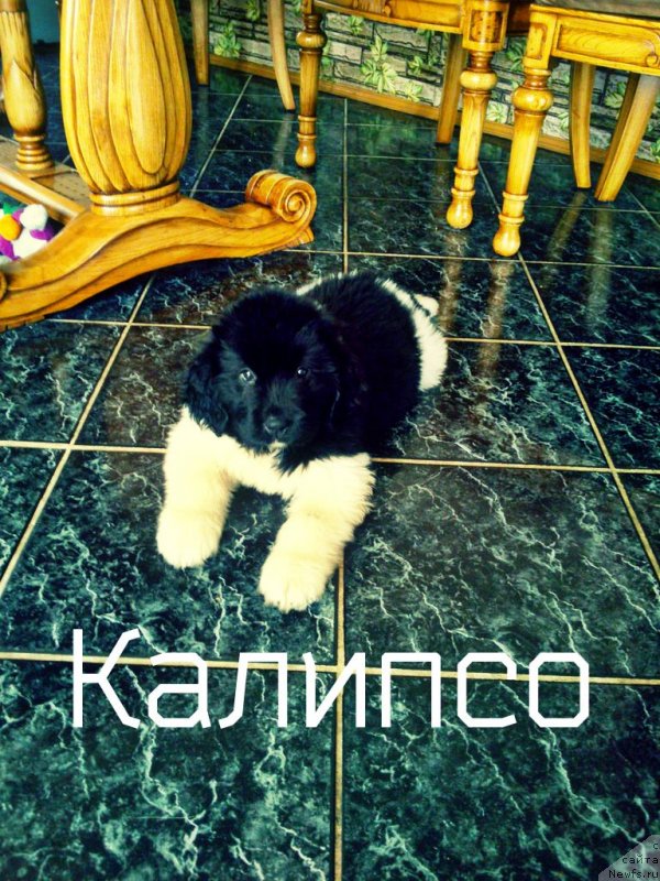 Фотография № 128924