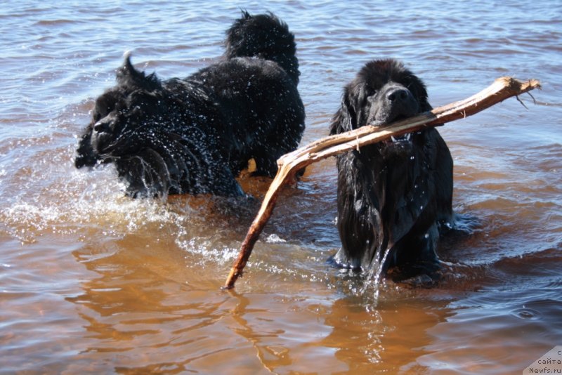Фото: ньюфаундленд YAntarnaya Mechta (Янтарная Мечта), ньюфаундленд Neretum Tribe Xagrid