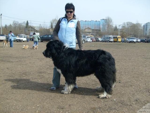 Фото: ньюфаундленд Mag Ispolin Erihon (Маг Исполин Ерихон), Liliya Amirova (Лилия Амирова)
