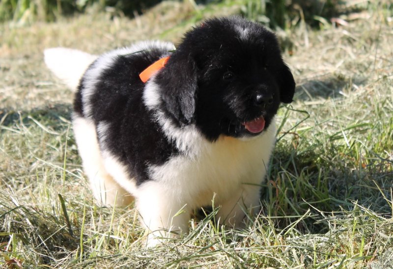 Фотография № 128971