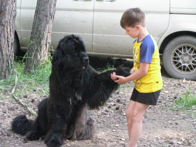 Фото: ньюфаундленд Transatlantika Nuo Ozo Kalvu