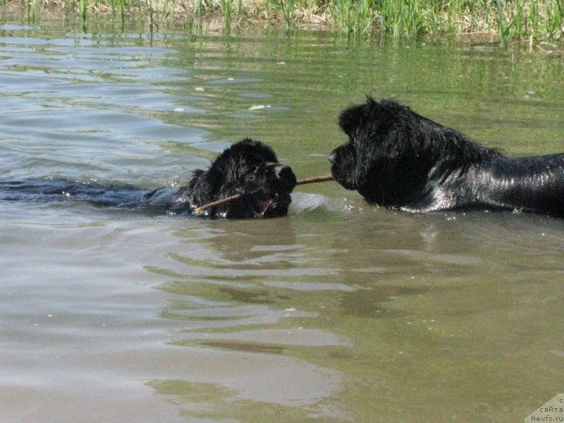 Фото: ньюфаундленд Transatlantika Nuo Ozo Kalvu, ньюфаундленд Bears Cove Lucky Break