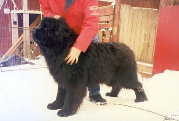 Фото: ньюфаундленд Gasparo vom Kaninchenberg