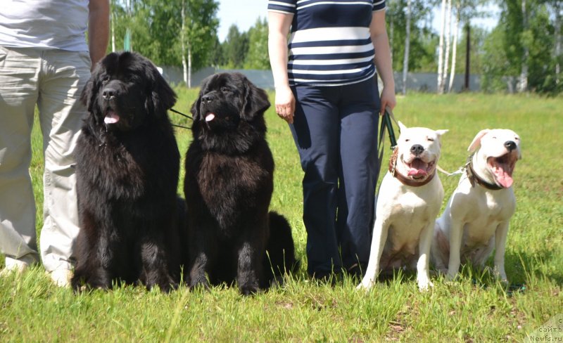 Фото: ньюфаундленд Simbad Pokoritel' Morey (Симбад Покоритель Морей), ньюфаундленд Skarlet O'Hara (Скарлет О'Хара)