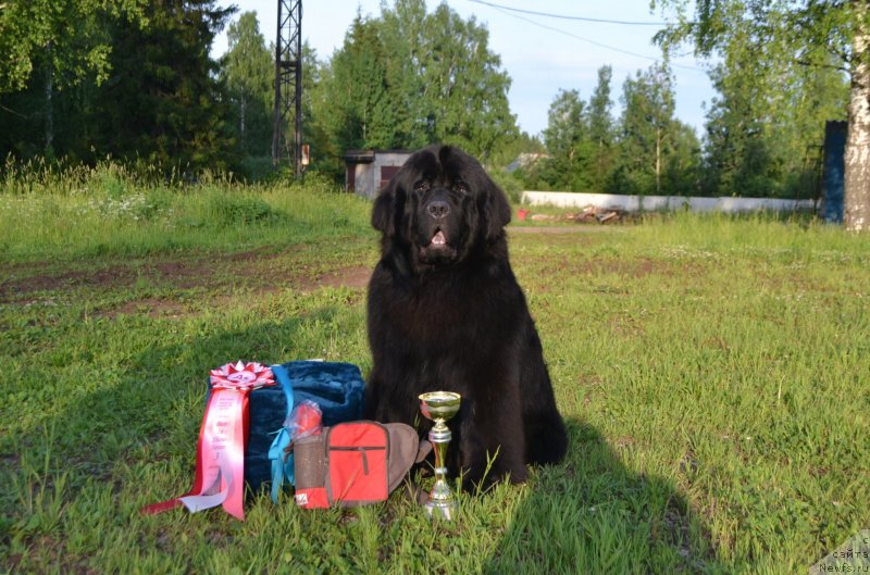 Фото: ньюфаундленд Simbad Pokoritel' Morey (Симбад Покоритель Морей)