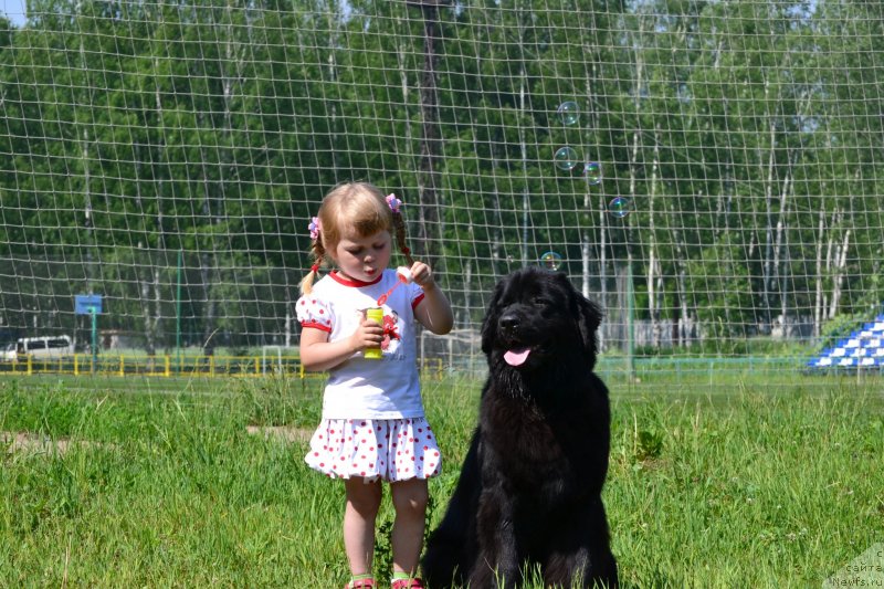 Фото: ньюфаундленд Sof'ya Golden Djess (Софья Голден Джесс)