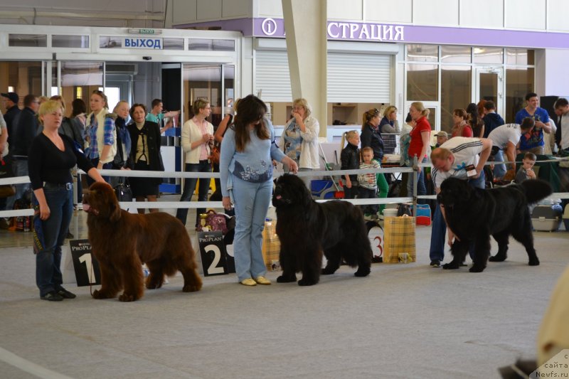 Фото: Шарик, ньюфаундленд Toptyijka Don Kihot (Топтыжка Дон Кихот), ньюфаундленд Na Grebne Volnyi Korolevskiy Syin (На Гребне Волны Королевский Сын)