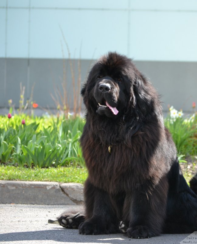 Фото: ньюфаундленд Toptyijka Don Kihot (Топтыжка Дон Кихот)