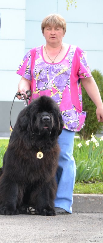 Фото: ньюфаундленд Toptyijka Don Kihot (Топтыжка Дон Кихот), Svetlana Fedorova (Светлана Федорова)
