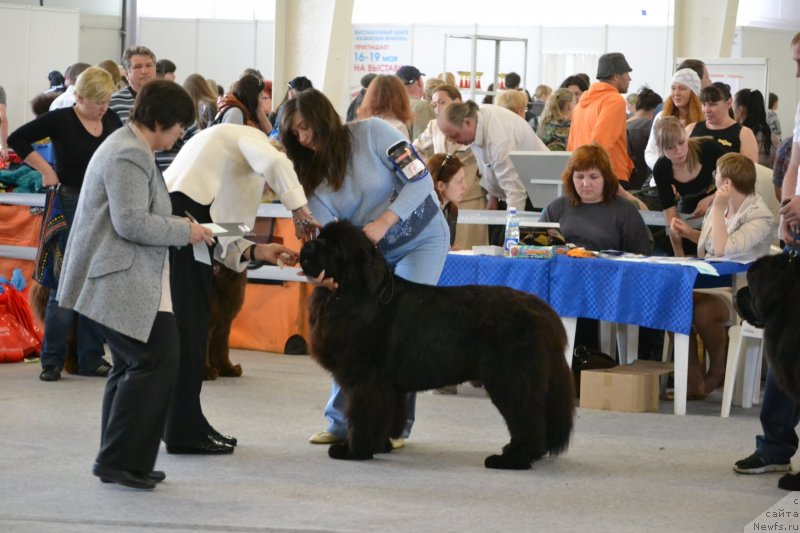 Фото: ньюфаундленд Toptyijka Don Kihot (Топтыжка Дон Кихот), Natal'ya Borisova (Наталья Борисова)