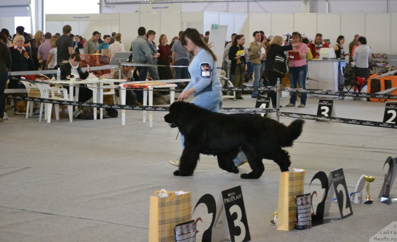 Фото: ньюфаундленд Toptyijka Don Kihot (Топтыжка Дон Кихот), Natal'ya Borisova (Наталья Борисова)