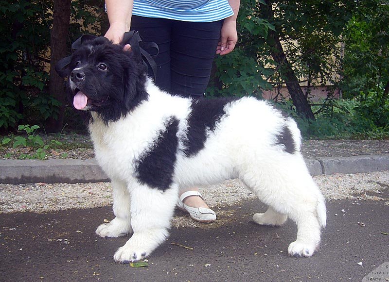 Фотография № 129016