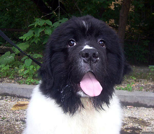 Фотография № 129021