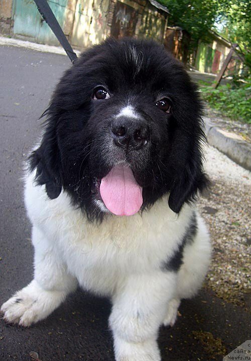 Фотография № 129022