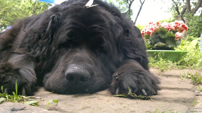 Фото: ньюфаундленд Velikiy Medved' Zagadka (Великий Медведь Загадка)