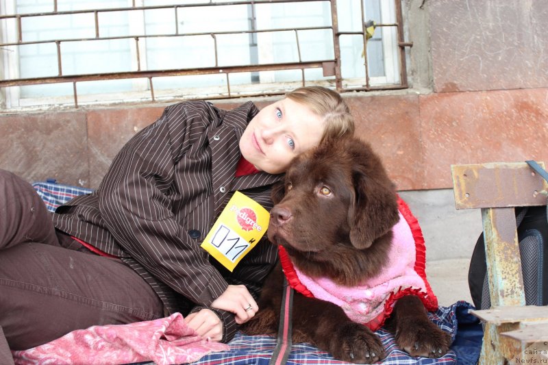 Фото: ньюфаундленд Chara Hani Les (Чара Хани Лес), Mariya CHervaneva (Мария Черванева)