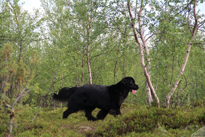 Фото: ньюфаундленд Uyutnaya Dolina Black Diamond Velinda (Уютная Долина Блэк Даймонд Велинда)