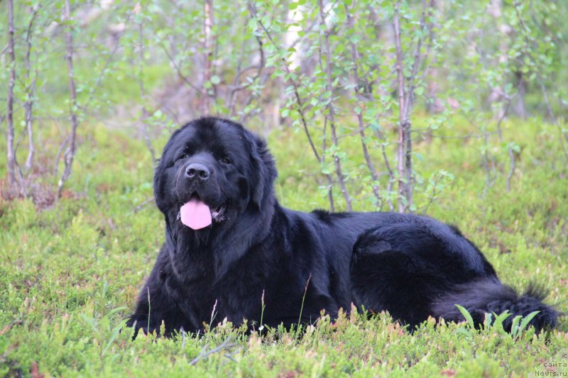 Фото: ньюфаундленд Uyutnaya Dolina Black Diamond Velinda (Уютная Долина Блэк Даймонд Велинда)