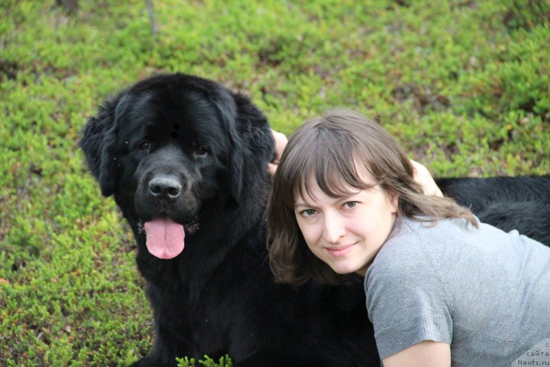 Фото: ньюфаундленд Uyutnaya Dolina Black Diamond Velinda (Уютная Долина Блэк Даймонд Велинда)