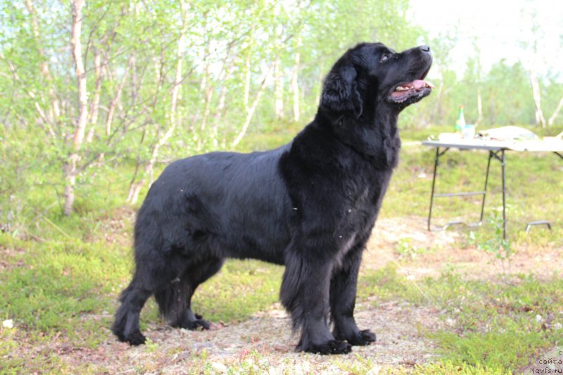 Фото: ньюфаундленд Uyutnaya Dolina Black Diamond Velinda (Уютная Долина Блэк Даймонд Велинда)