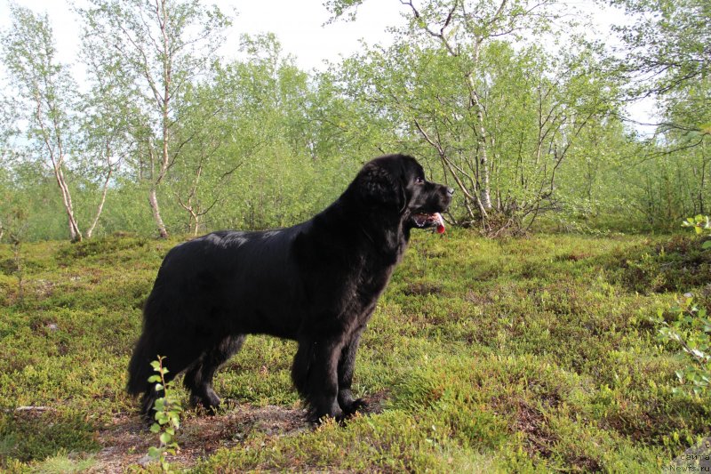 Фото: ньюфаундленд Uyutnaya Dolina Black Diamond Velinda (Уютная Долина Блэк Даймонд Велинда)