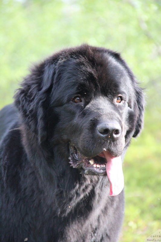 Фото: ньюфаундленд Uyutnaya Dolina Black Diamond Velinda (Уютная Долина Блэк Даймонд Велинда)