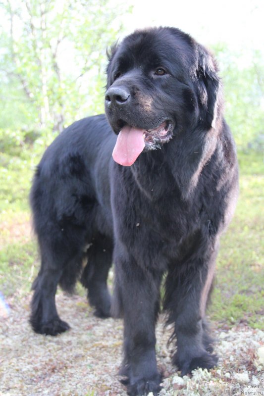 Фото: ньюфаундленд Uyutnaya Dolina Black Diamond Velinda (Уютная Долина Блэк Даймонд Велинда)