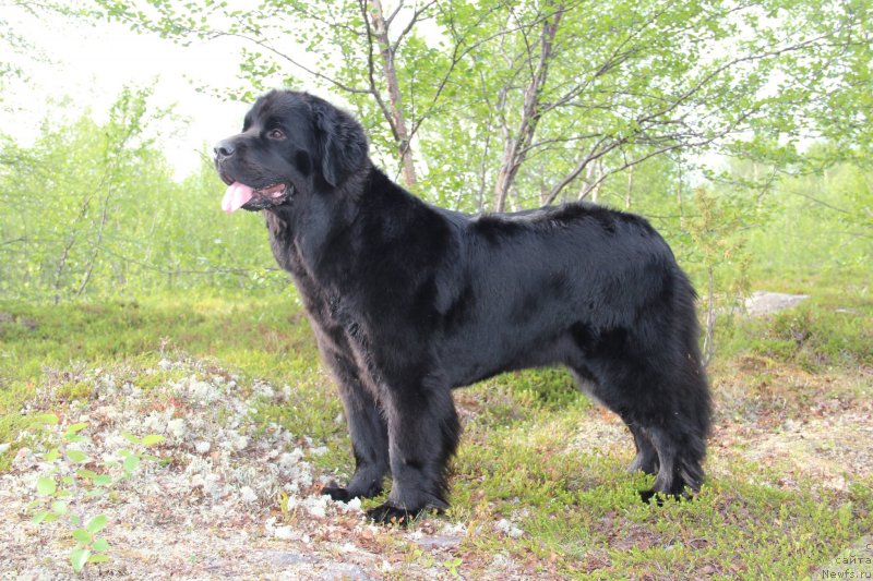 Фото: ньюфаундленд Uyutnaya Dolina Black Diamond Velinda (Уютная Долина Блэк Даймонд Велинда)