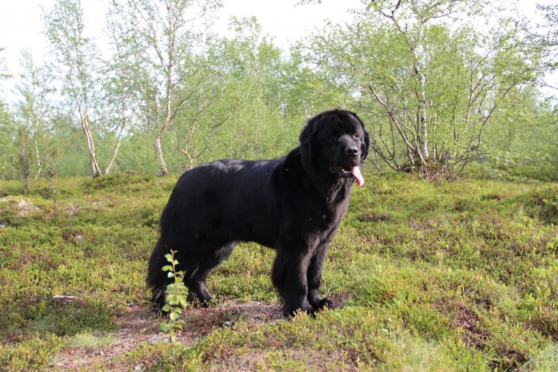 Фото: ньюфаундленд Uyutnaya Dolina Black Diamond Velinda (Уютная Долина Блэк Даймонд Велинда)
