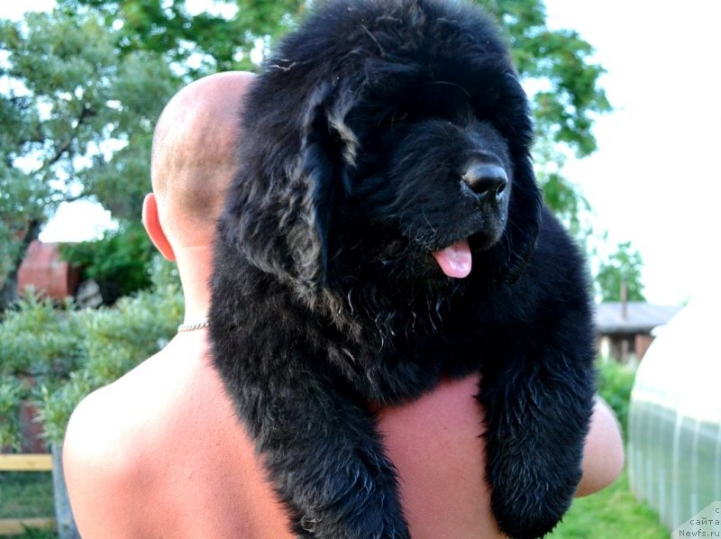 Фото: ньюфаундленд Vinsent Drukki Intrigant (Винсент Друкки Интригант)