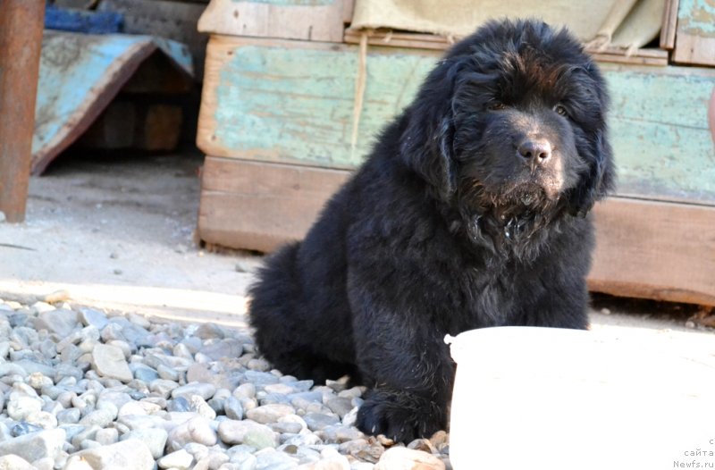 Фото: ньюфаундленд Vinsent Drukki Intrigant (Винсент Друкки Интригант)