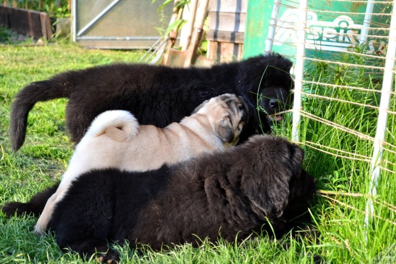 Фото: ньюфаундленд Vanilla Koka-Kola (Ванилла Кока-Кола), ньюфаундленд Vaviloniya Best (Вавилония Бест)