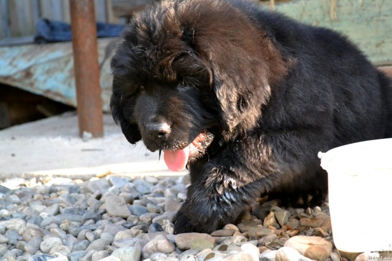 Фото: ньюфаундленд Vinsent Drukki Intrigant (Винсент Друкки Интригант)
