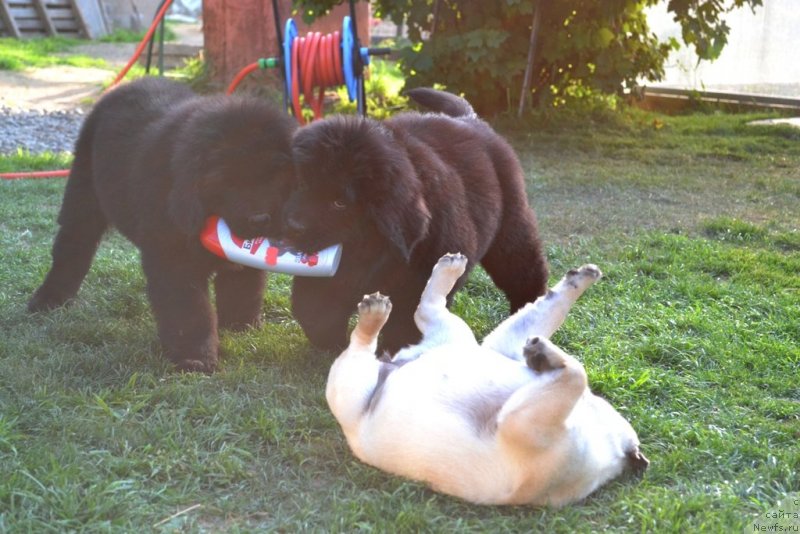 Фото: ньюфаундленд Vinsent Drukki Intrigant (Винсент Друкки Интригант), ньюфаундленд Vaviloniya Best (Вавилония Бест)