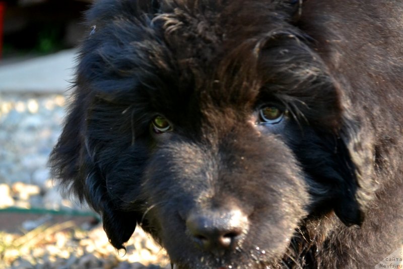 Фото: ньюфаундленд Vinsent Drukki Intrigant (Винсент Друкки Интригант)