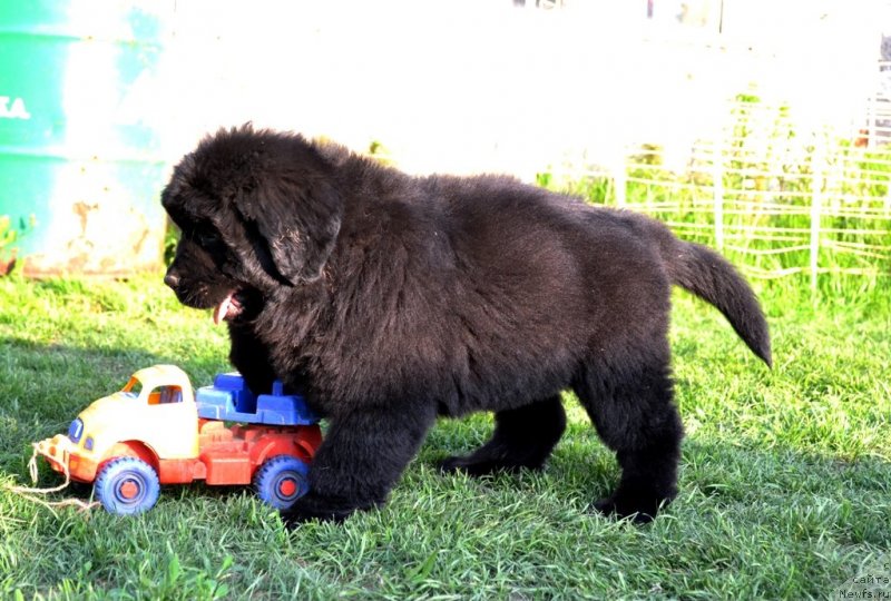 Фото: ньюфаундленд Vanilla Koka-Kola (Ванилла Кока-Кола)