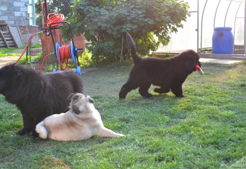 Фото: ньюфаундленд Vaviloniya Best (Вавилония Бест)