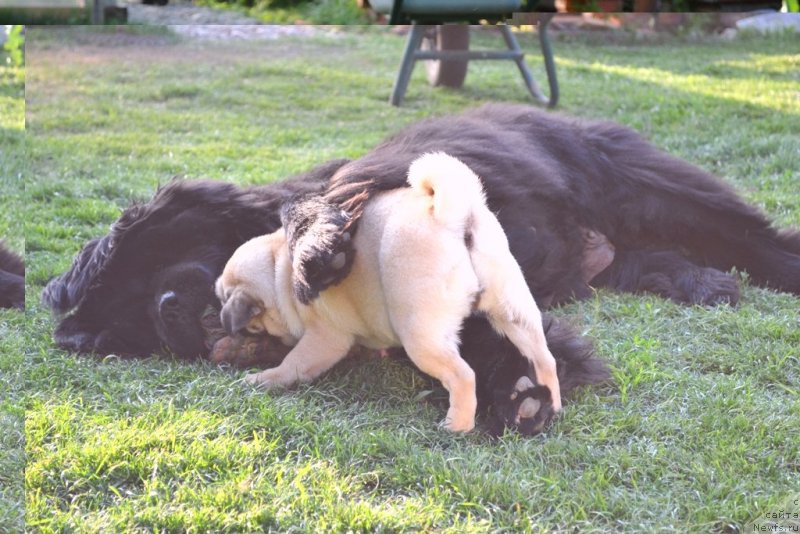Фото: ньюфаундленд Ih Vyisochestvo Vladlena Madjiks (Их Высочество Владлена Маджикс), Потап Розали Белл