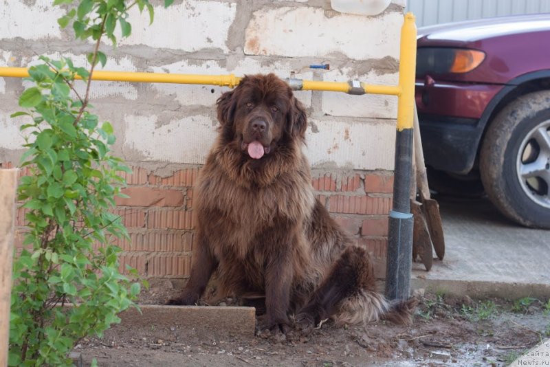 Фото: ньюфаундленд Van Len Taym Jenev'eva (Ван Лен Тайм Женевьева)