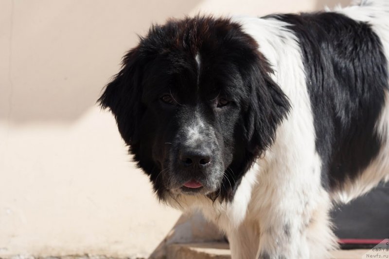 Фото: ньюфаундленд Sent Djons Viva Viktoria (Сент Джонс Вива Виктория)