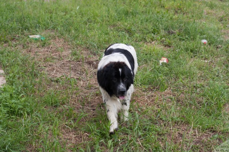 Фото: ньюфаундленд Sent Djons Viva Viktoria (Сент Джонс Вива Виктория)