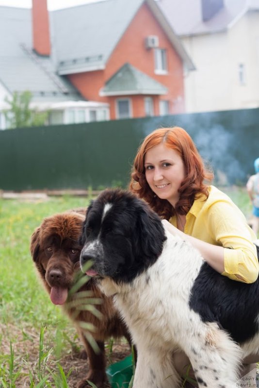 Фото: ньюфаундленд Sent Djons Viva Viktoria (Сент Джонс Вива Виктория), ньюфаундленд Van Len Taym Jenev'eva (Ван Лен Тайм Женевьева)