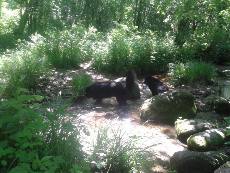 Фото: ньюфаундленд Nessi Blyek s  Lesnoy Zaimki (Несси Блэк с  Лесной Заимки)
