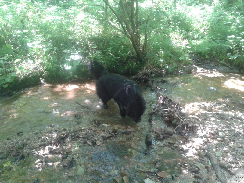 Фото: ньюфаундленд Nessi Blyek s  Lesnoy Zaimki (Несси Блэк с  Лесной Заимки)
