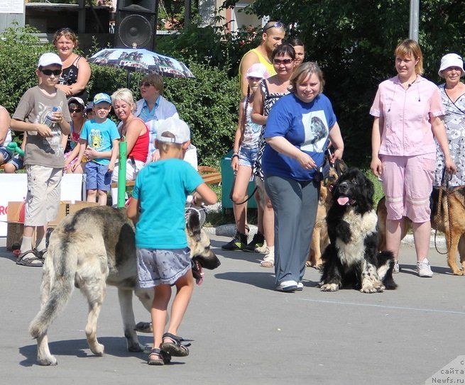 Фото: Ol'ga Skumatenko (Ольга Скуматенко), ньюфаундленд Super Bizon Gera (Супер Бизон Гера)