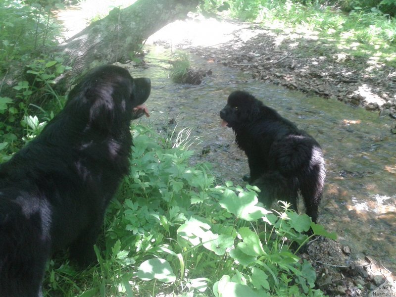 Фото: ньюфаундленд Super Premium Merlin Monro (Супер Премиум Мерлин Монро), ньюфаундленд Nessi Blyek s  Lesnoy Zaimki (Несси Блэк с  Лесной Заимки)